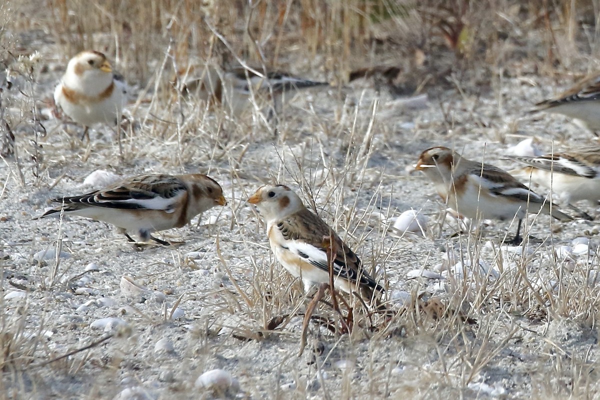 גיבתון שלג - ML646760023