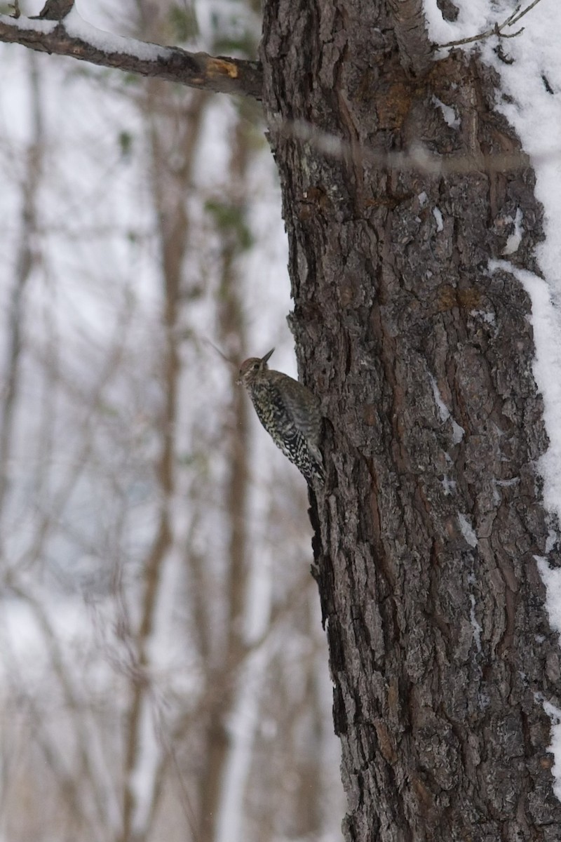 Yellow-bellied Sapsucker - ML646760024