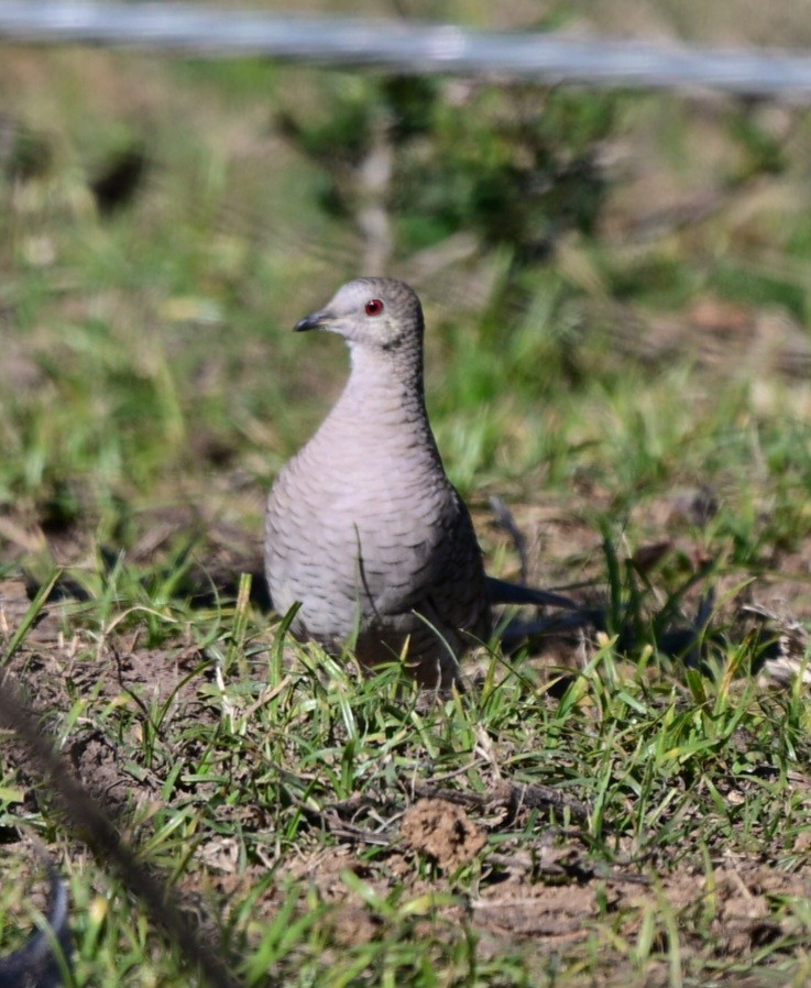 Inca Dove - ML646760026