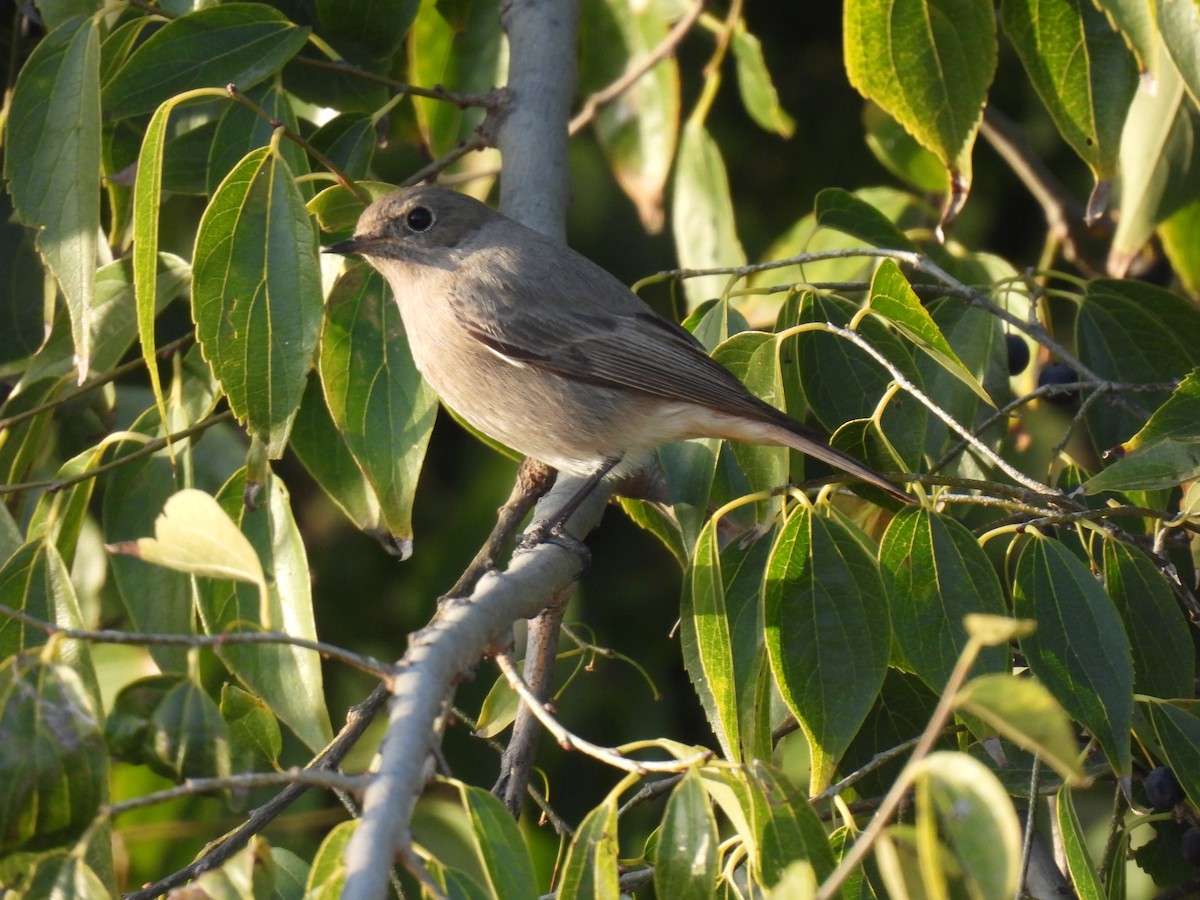 Черная горихвостка - ML646760028