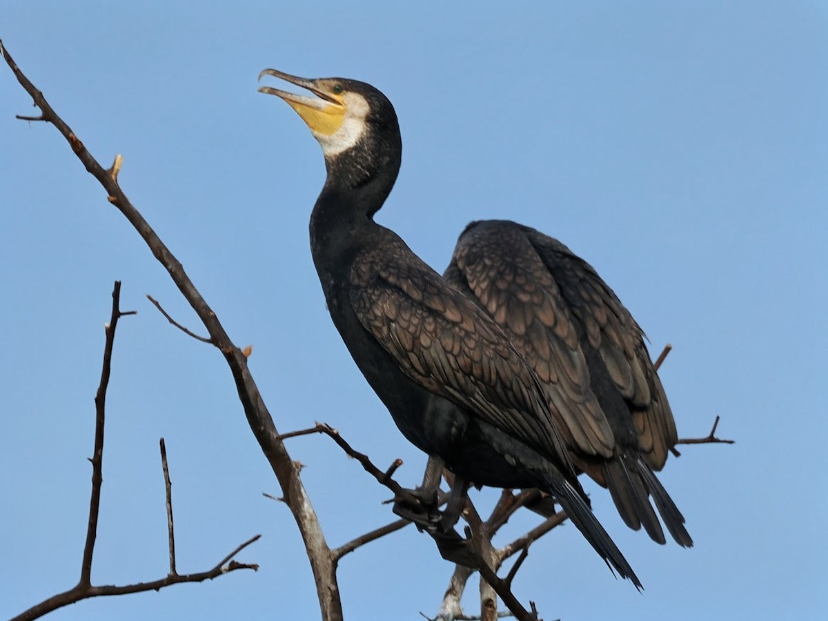 Great Cormorant - ML646760029