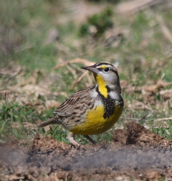 Eastern Meadowlark - ML646760030