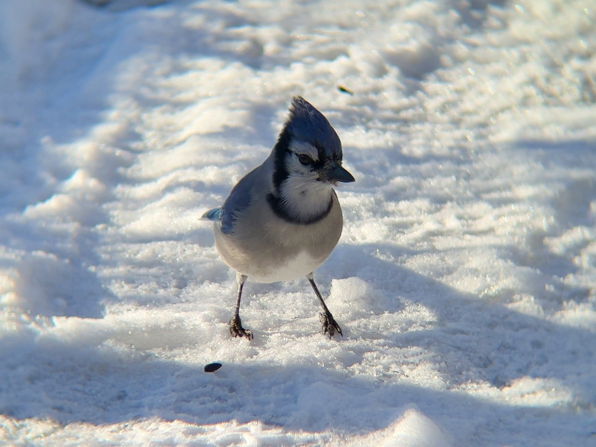 Blue Jay - ML646760031