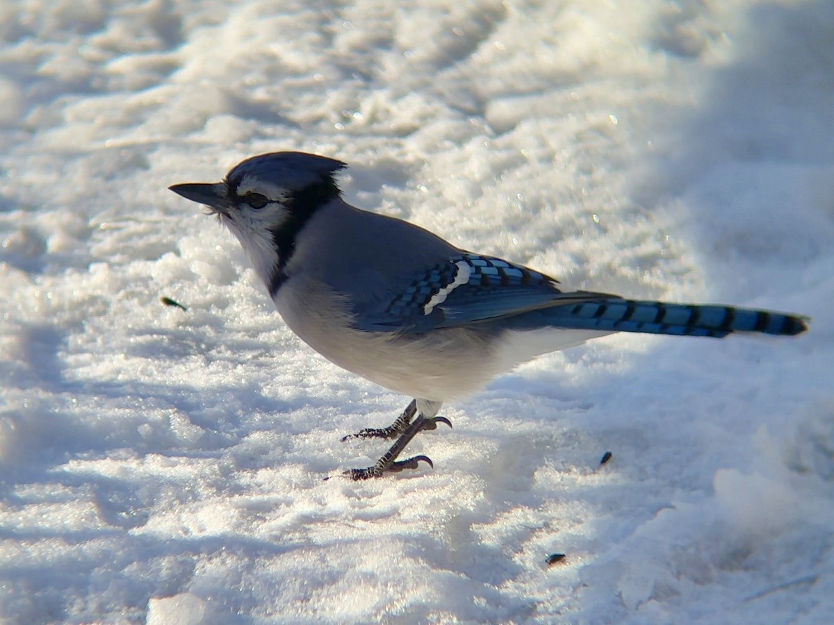 Blue Jay - ML646760032