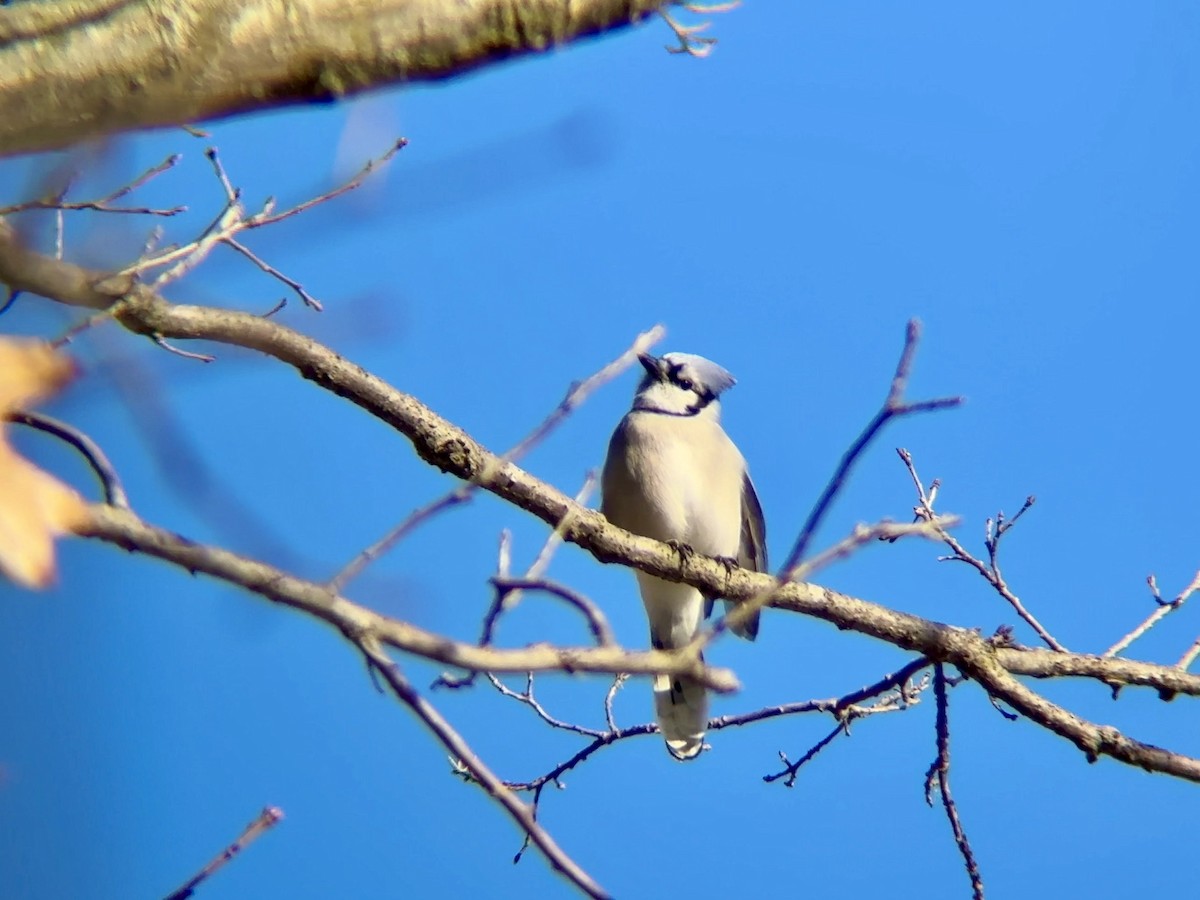 Blue Jay - ML646760033