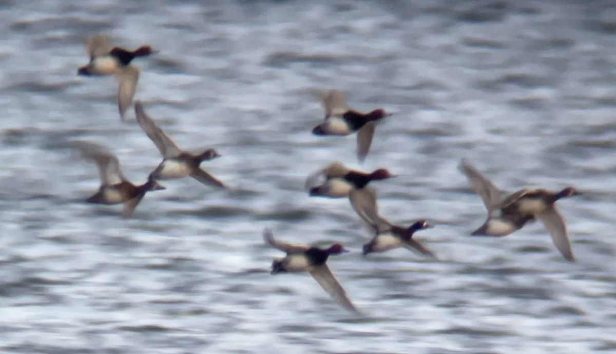 Redhead - ML646760034