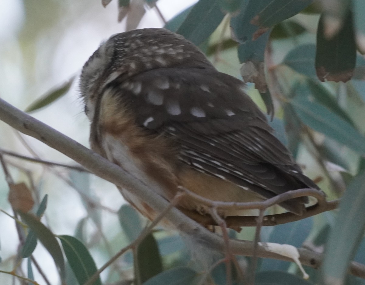 アメリカキンメフクロウ - ML646760035