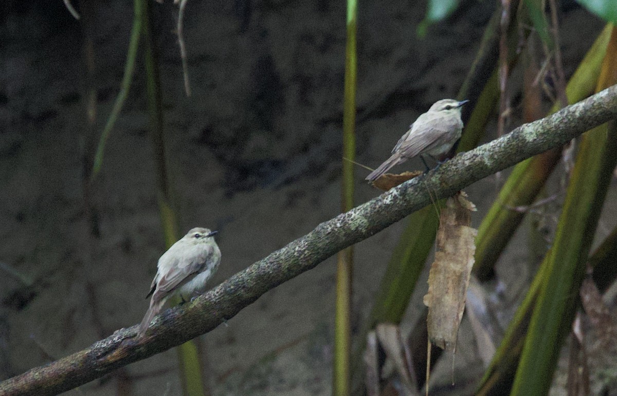 Drab Water Tyrant - ML646760037