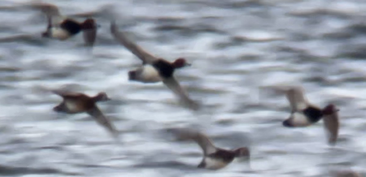 Redhead - ML646760038