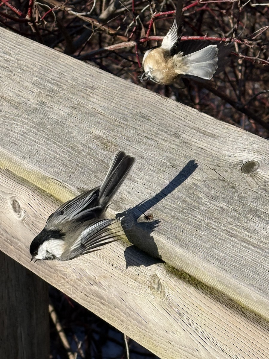 Гаїчка світлокрила - ML646760041