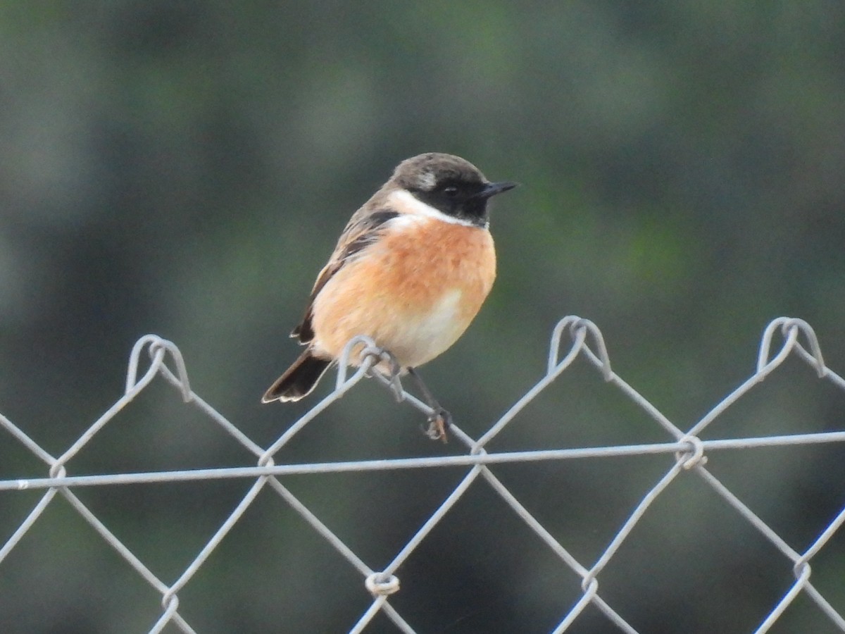 Черноголовый чекан - ML646760042