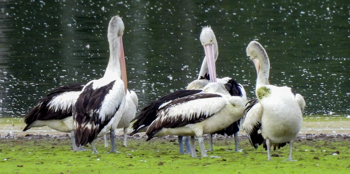 Australian Pelican - ML646760043