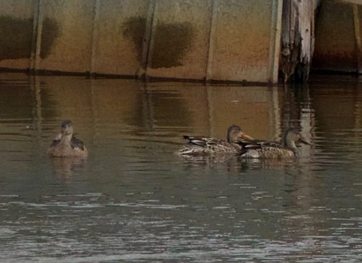 Northern Shoveler - ML646760045