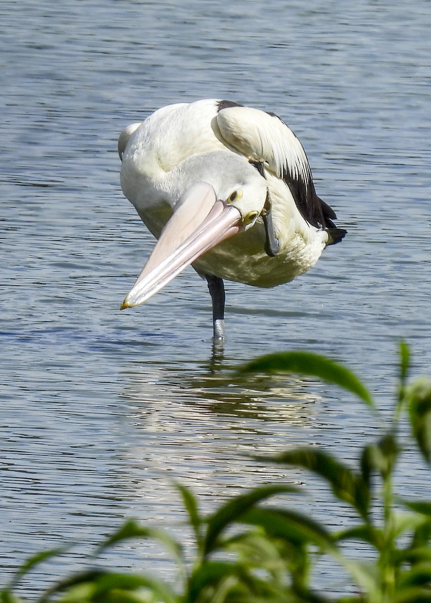 Australian Pelican - ML646760046