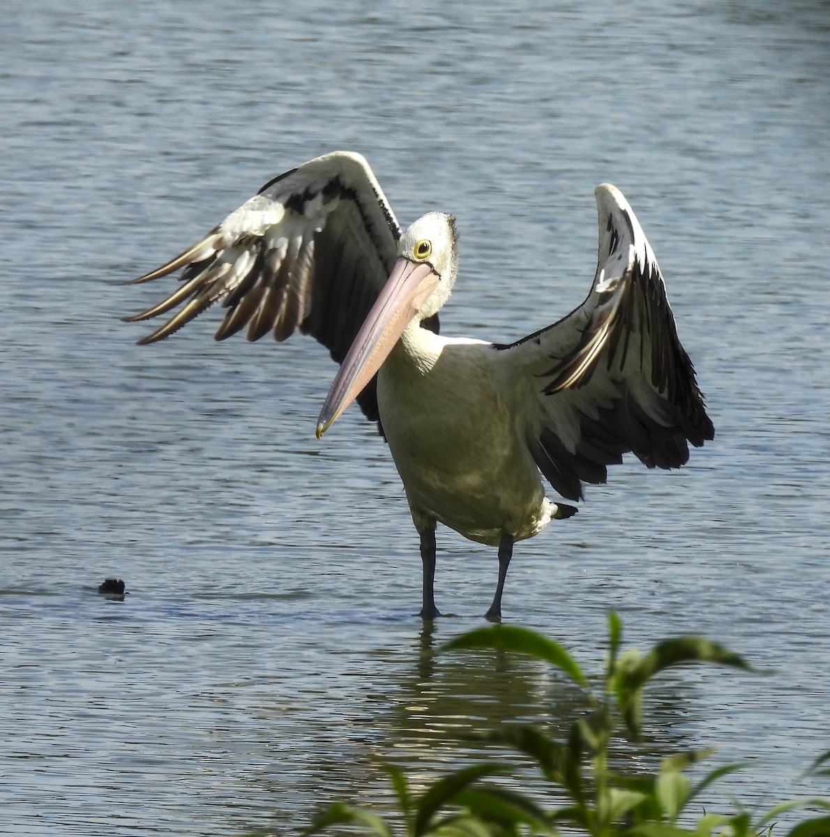 Australian Pelican - ML646760047