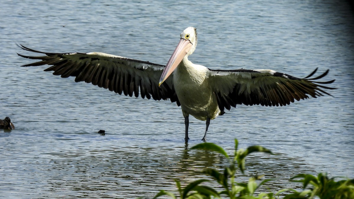 Australian Pelican - ML646760048