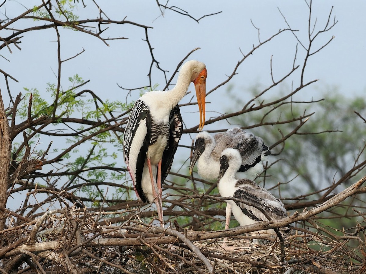 Painted Stork - ML646760051