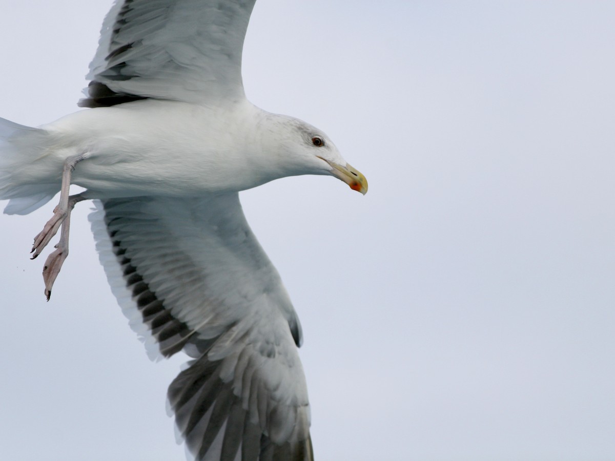 Great Black-backed Gull - ML646760052