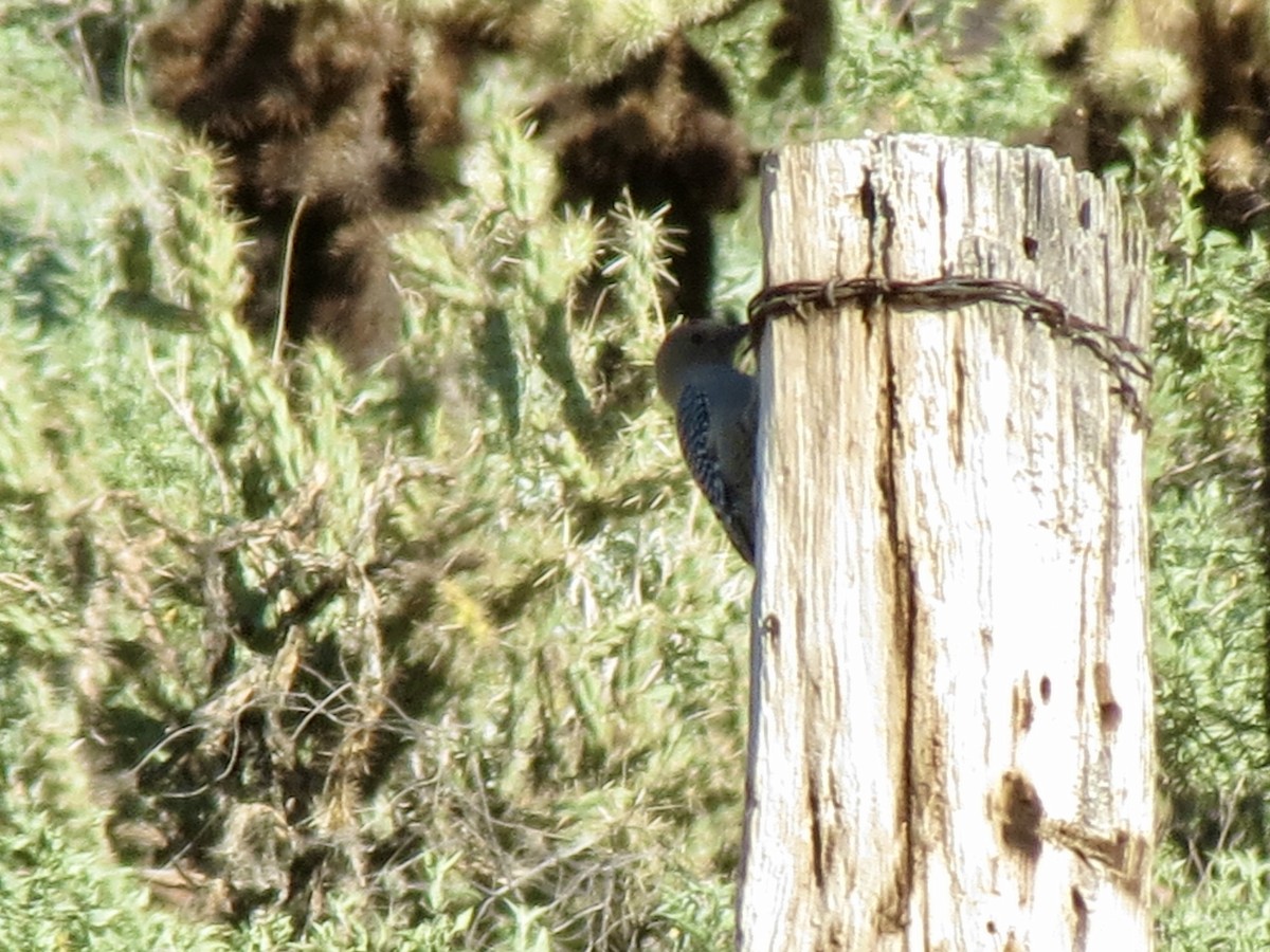 Gila Woodpecker - ML646760053