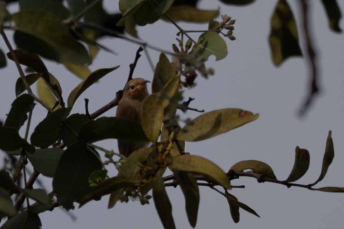 クレナイミツスイ - ML646760055