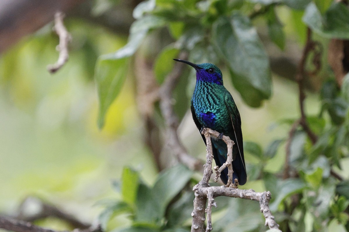 Sparkling Violetear - ML646760057