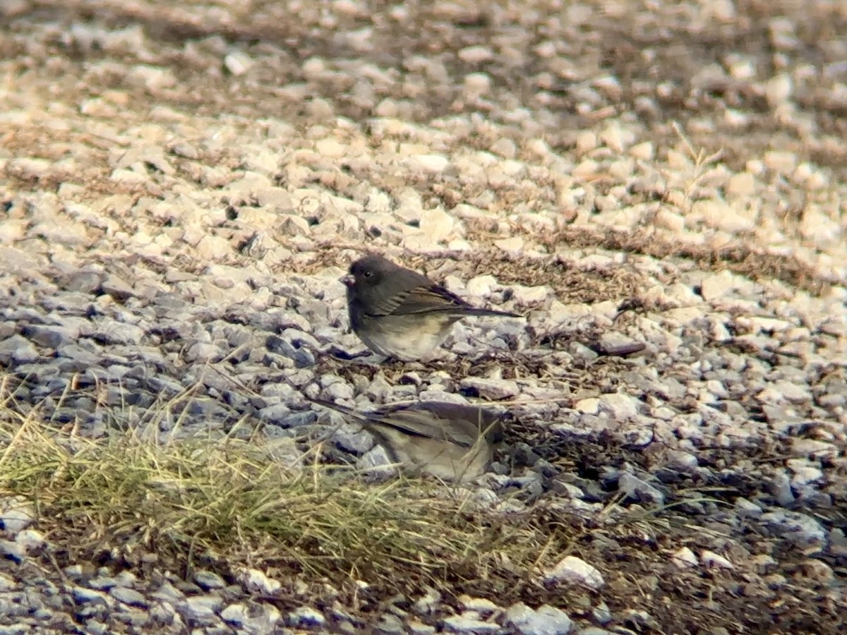 Dark-eyed Junco - ML646760058