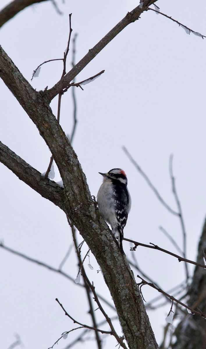 Downy Woodpecker (Eastern) - ML646760059