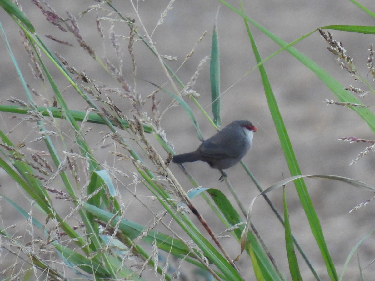 Волнистый астрильд - ML646760060