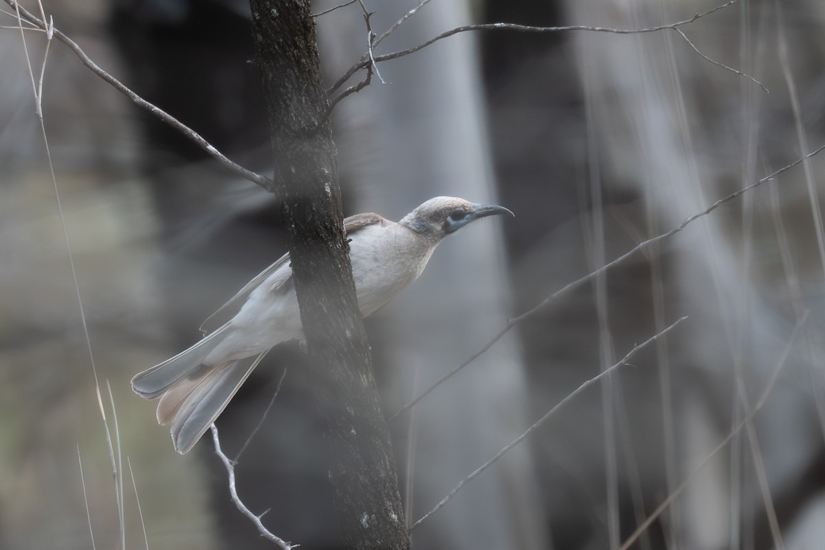 ヒメハゲミツスイ - ML646760061