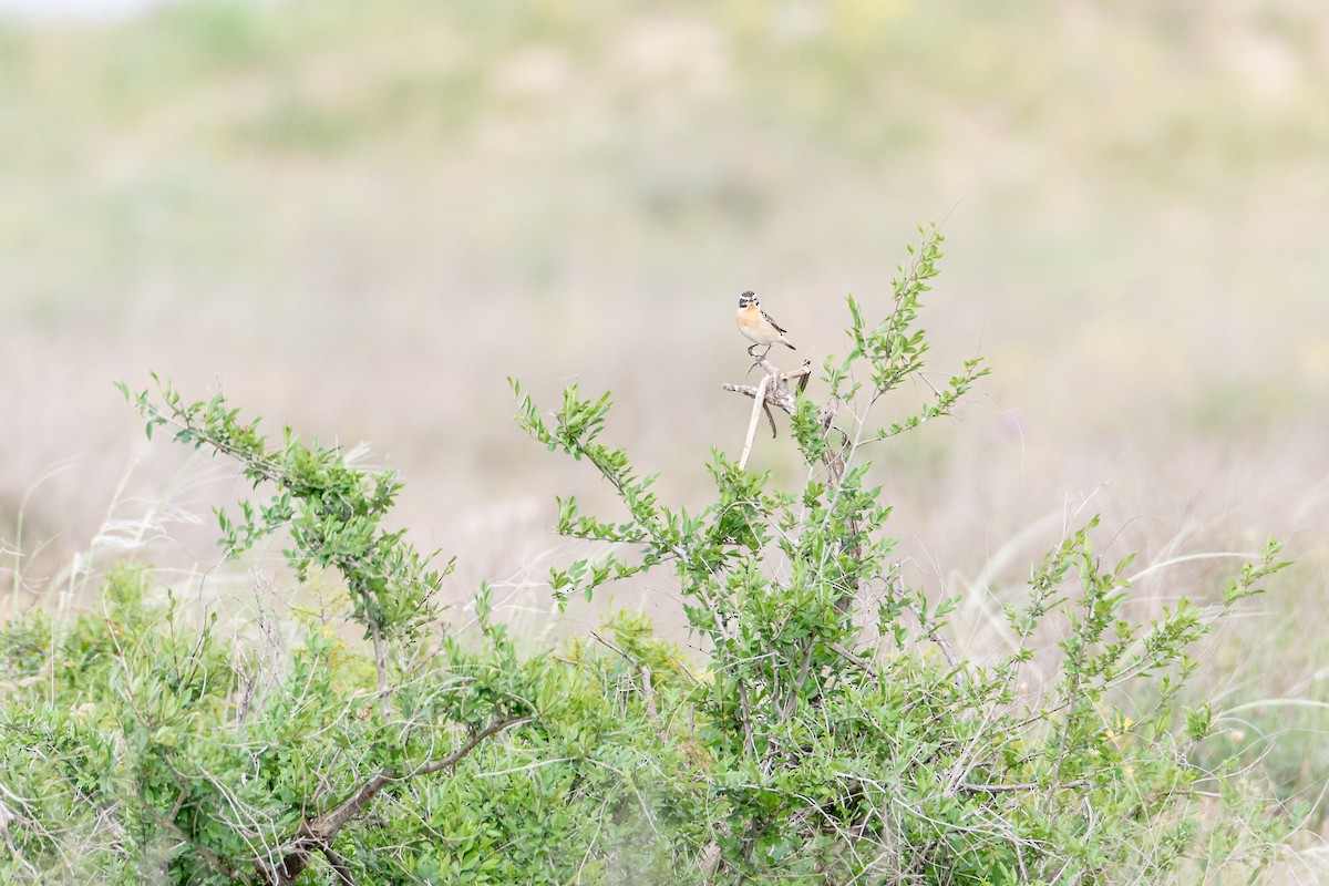 Tarabilla Norteña - ML646760063