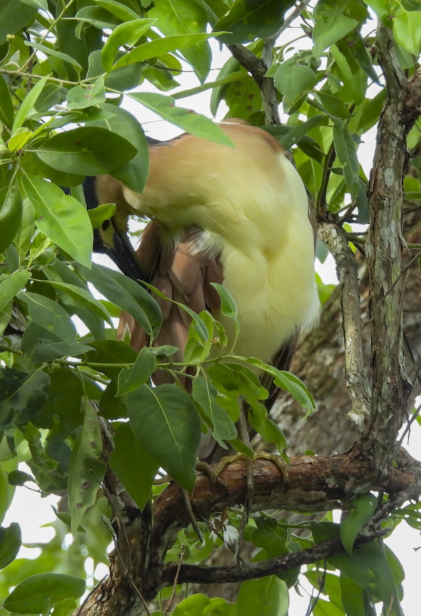 Nankeen Night Heron - ML646760068