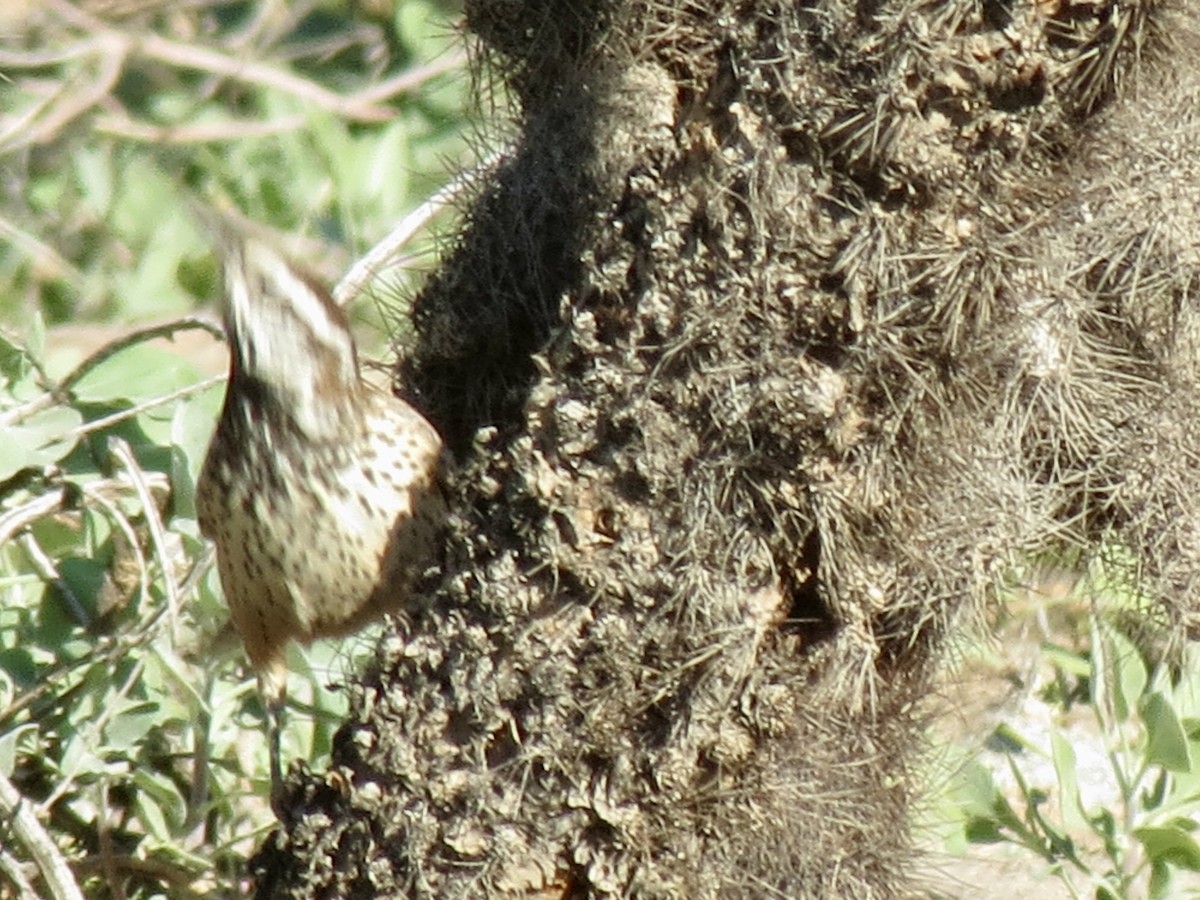 Cactus Wren - ML646760070