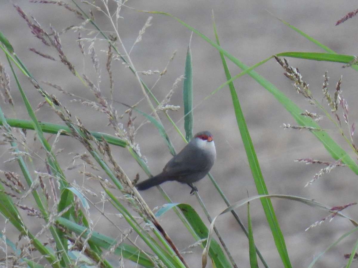 Волнистый астрильд - ML646760071