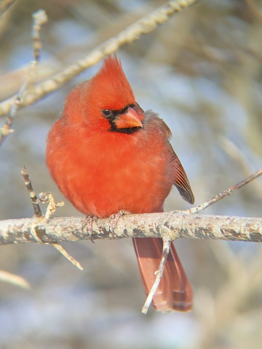 Northern Cardinal - ML646760072