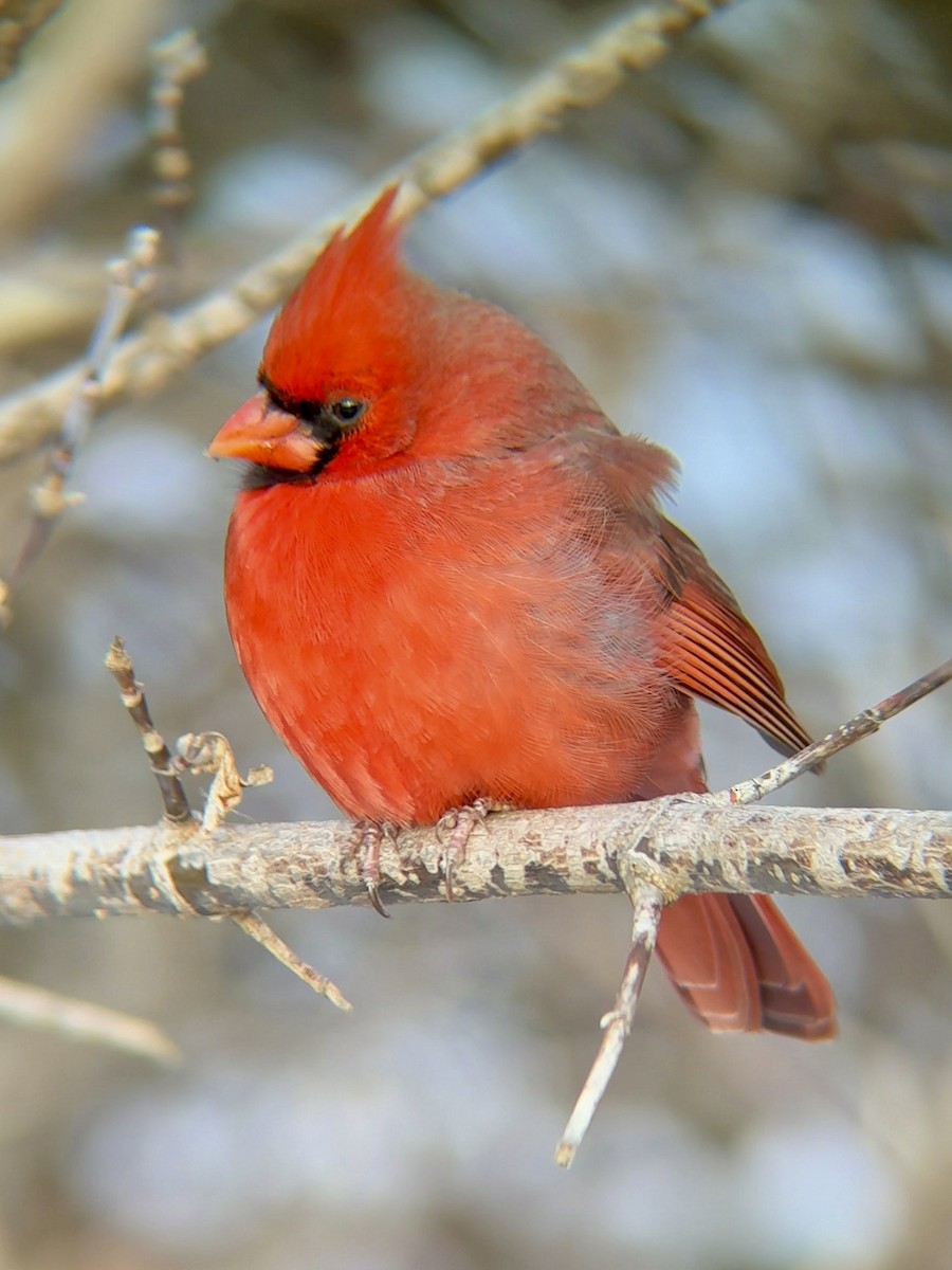 Northern Cardinal - ML646760073