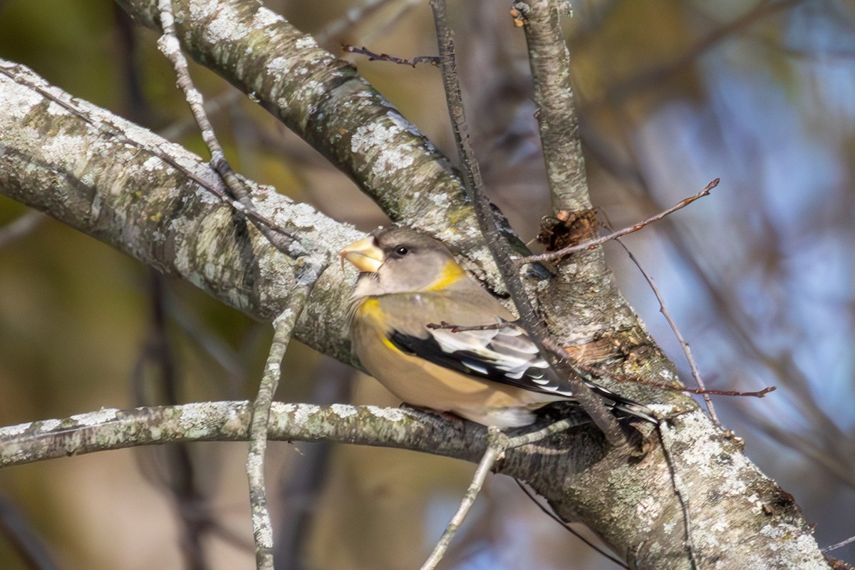 Evening Grosbeak - ML646760078