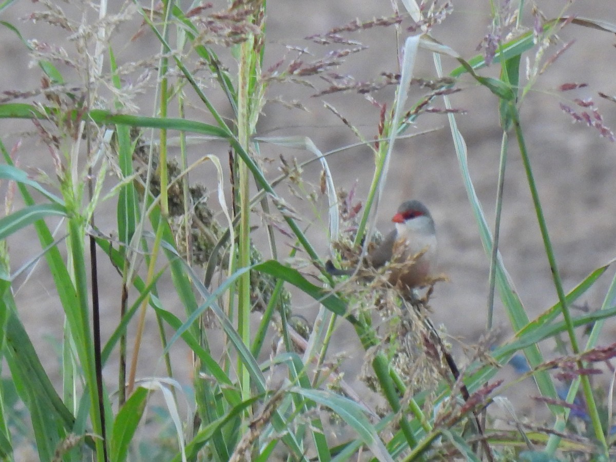Волнистый астрильд - ML646760080