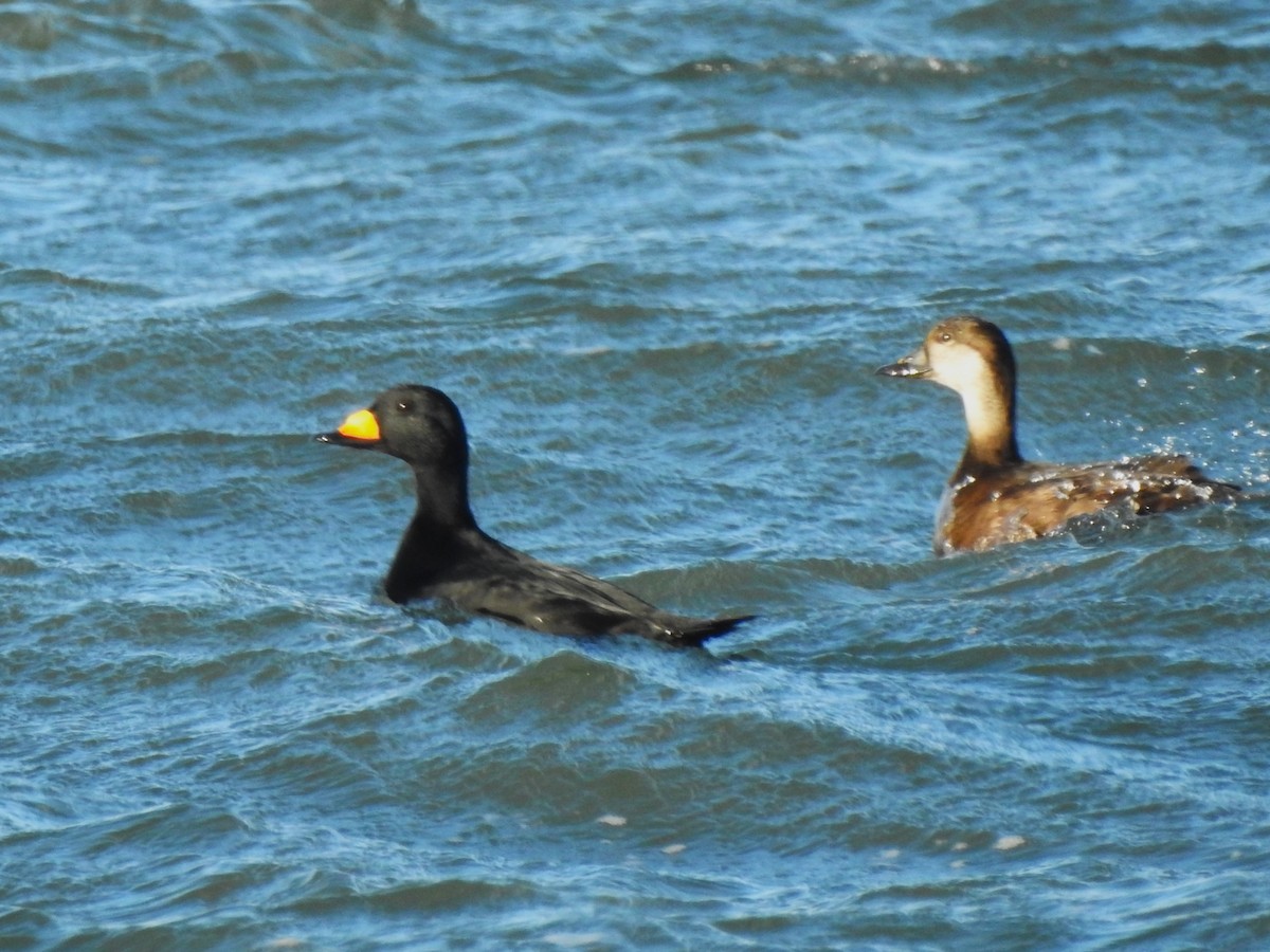 Black Scoter - ML646760082