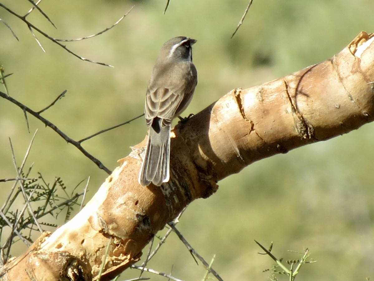 Black-throated Sparrow - ML646760083