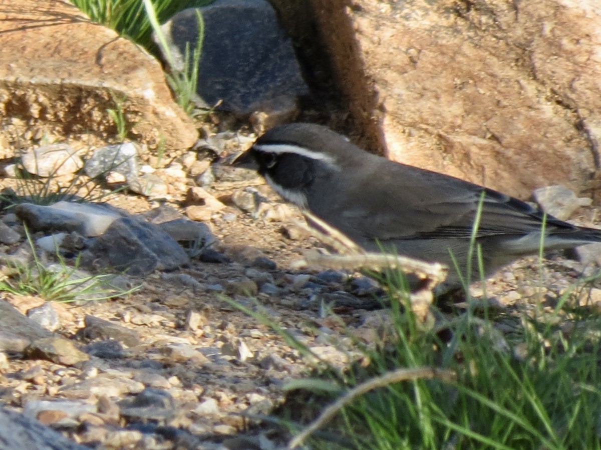 Black-throated Sparrow - ML646760084