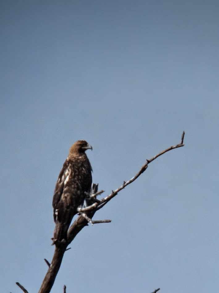 Imperial Eagle - ML646760085