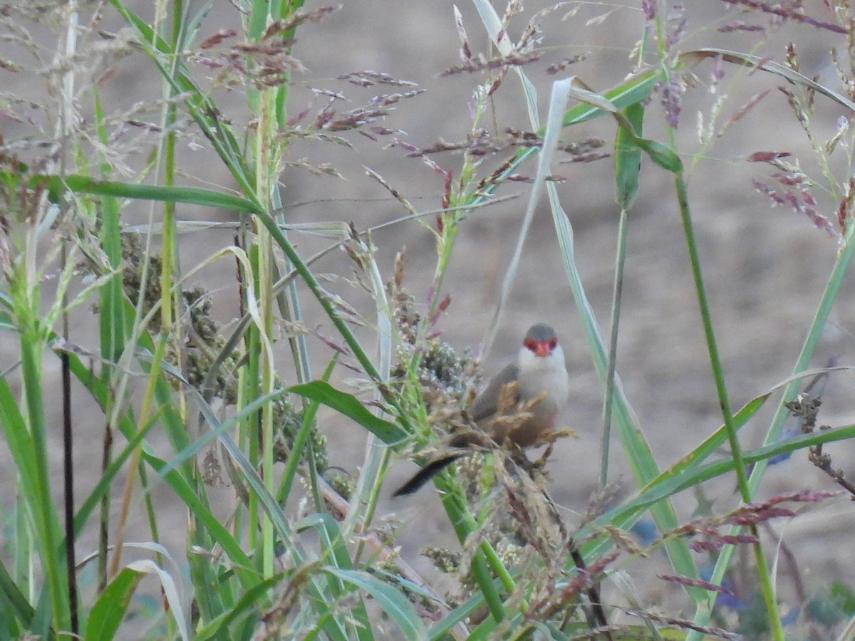 Волнистый астрильд - ML646760086