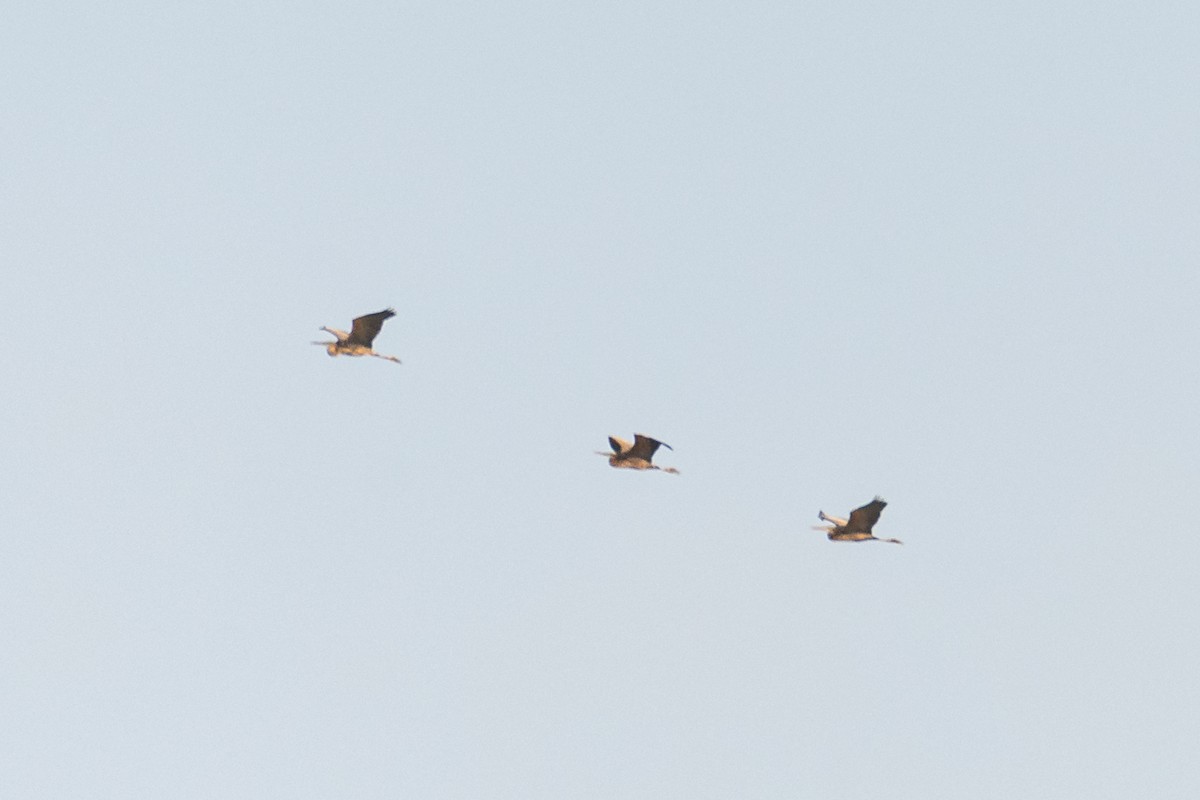 Garza Imperial - ML646760089