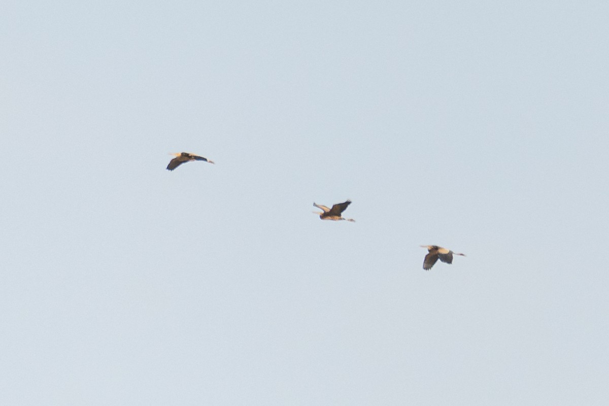 Garza Imperial - ML646760090