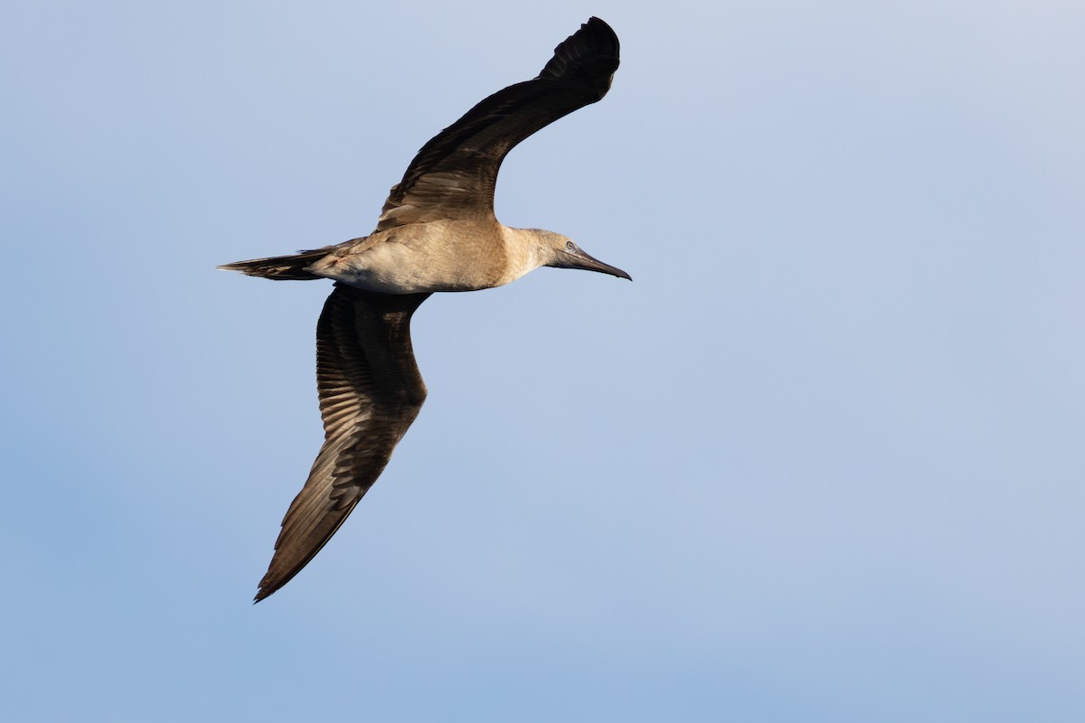 terej červenonohý - ML646760091