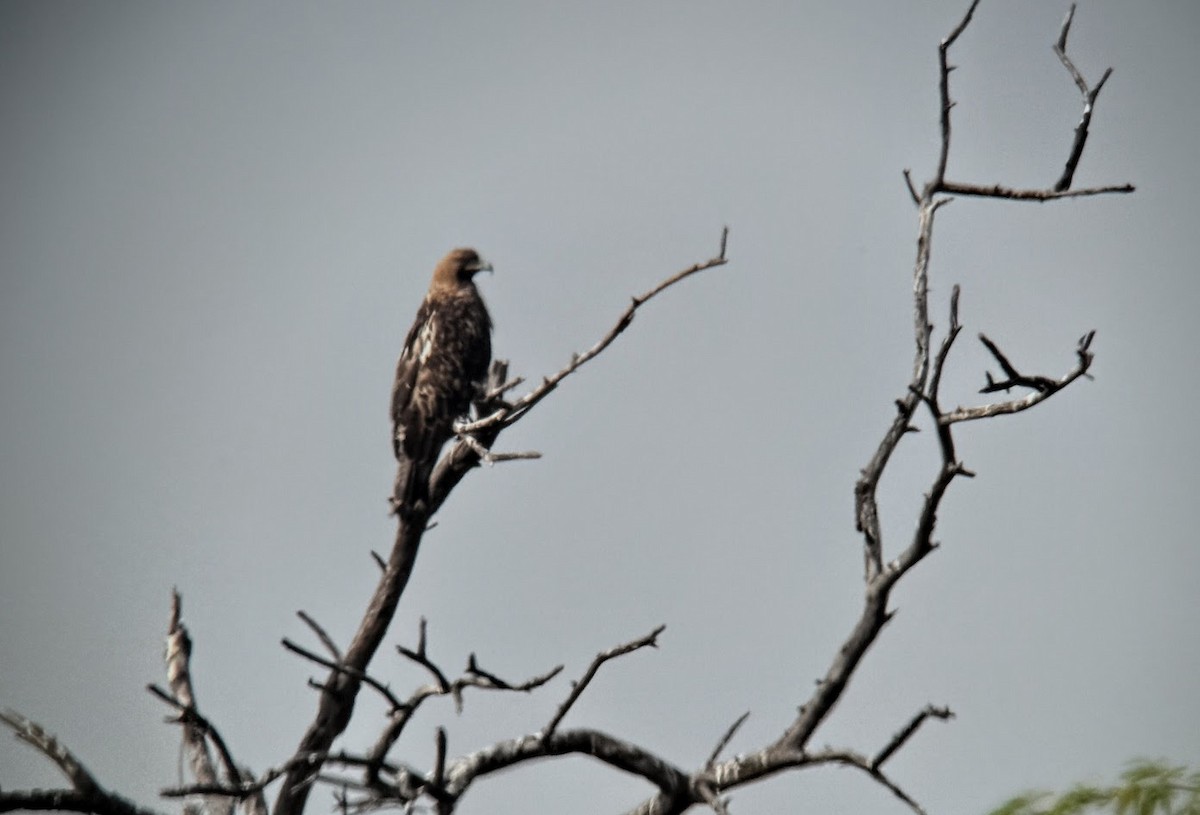 Imperial Eagle - ML646760092