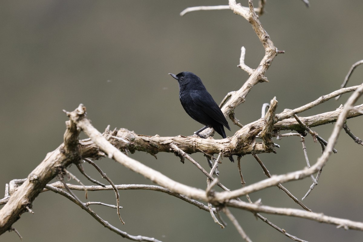 Black Flowerpiercer - ML646760094