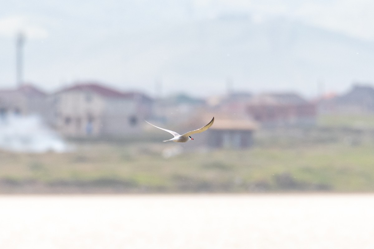 Common Tern - ML646760095