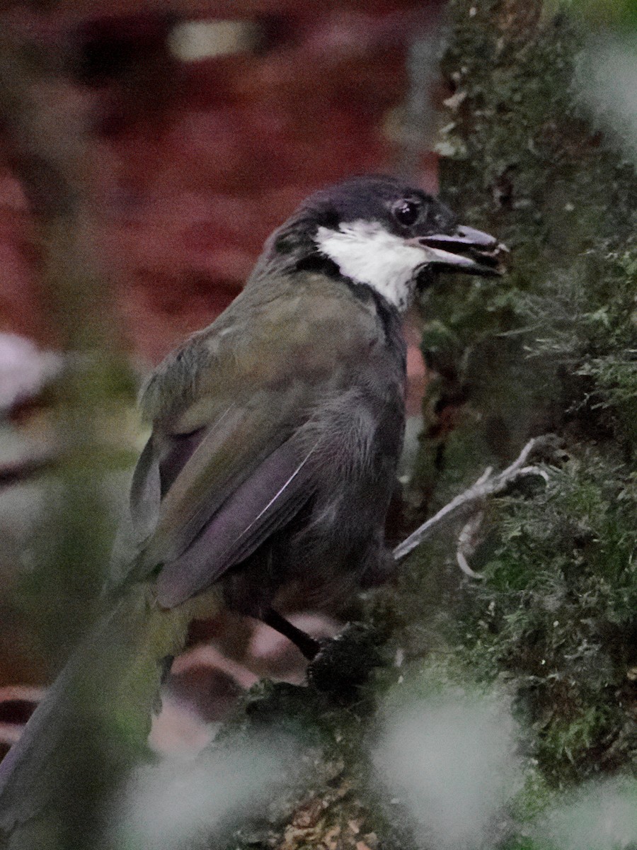 Eastern Whipbird - ML646760096