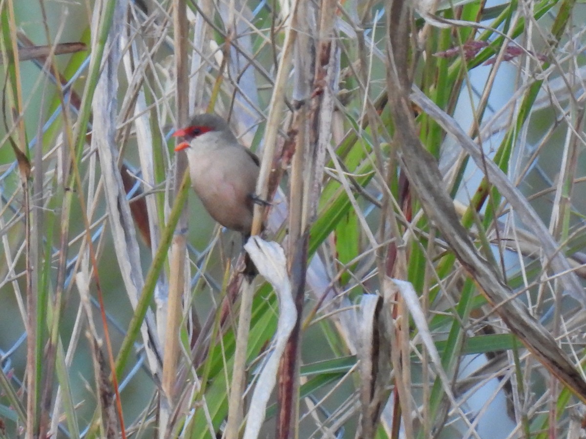 Волнистый астрильд - ML646760097